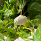 Sea Shell Necklace