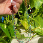 Ocean Beaded Choker