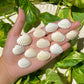 Sea Shell Necklace